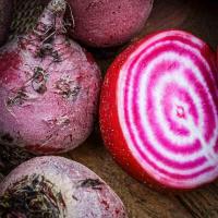 ❤️ betterave chioggia