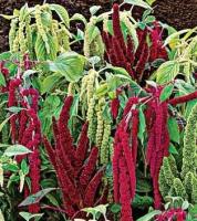 Plant de amarante queue de renard mix