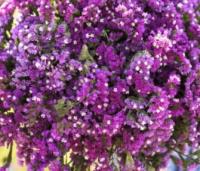 Plant de statice twilight (rose)