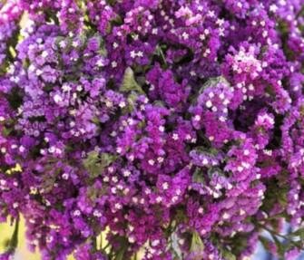 Plant de statice twilight (rose)