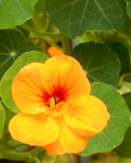 Fleurs de capucine