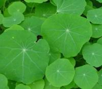 Feuilles de capucine