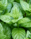 Menthe poivrée - image 3