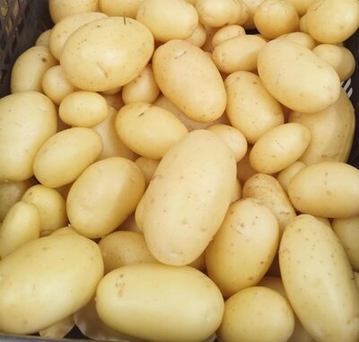 Pommes de terre primeur
