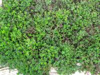 Thym serpolet bio