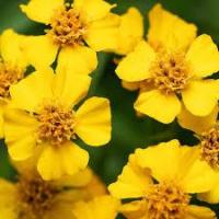 Estragon du mexique bio