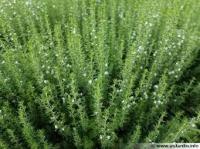 Sarriette vivace bio