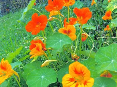 Capucine bio