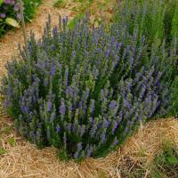 Hysope officinal bio