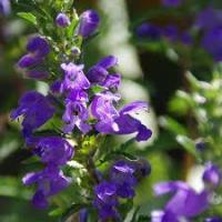 Thé des jardins bio