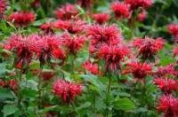 Monarde goldmelisse bio