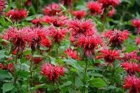 Monarde goldmelisse bio