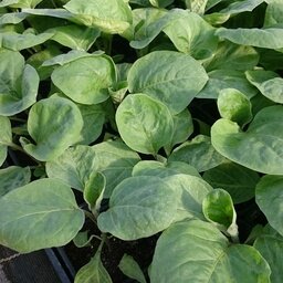 Plant d'aubergine violette strié en godet