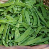 Pois mange-tout varièté 'norli'