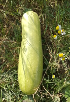 🥒 courgettes de septembre