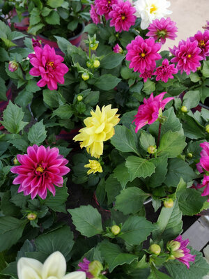Dahlia nain