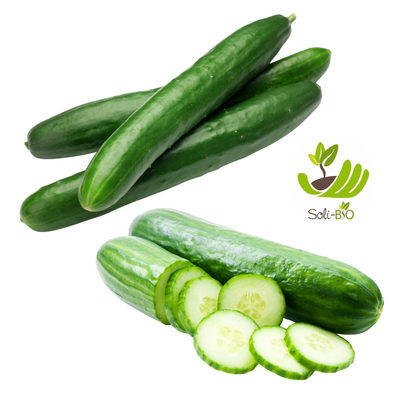 🥒 concombre long