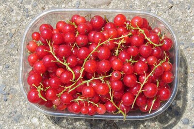 Groseilles en vrac