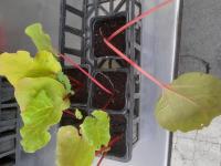 Plant de rhubarbe 'victoria'