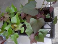 Plant de patate douce 'beauregard'