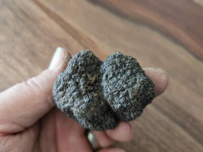 Truffe de bourgogne