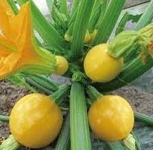 Courgette jaune ronde