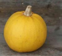 Plant de courge melonnette