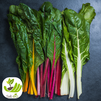 🥬 blettes fraîches de solibio 🌱