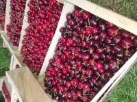 Cerises bigarreaux