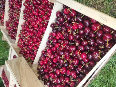 Cerises bigarreaux