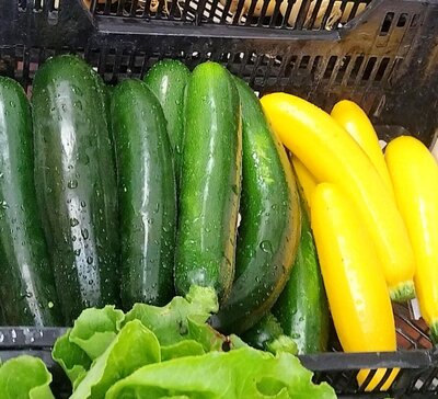 Courgettes bio