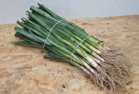 Plants de poireaux