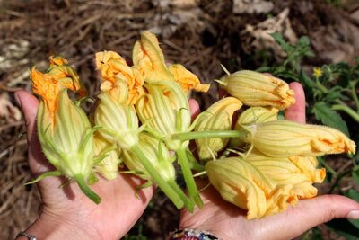 Fleurs de courgettes bio