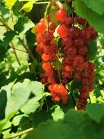 Groseilles rouges et jaunes