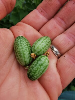 Cucamelons ou mini concombres