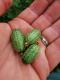 Cucamelons ou mini concombres - image 2