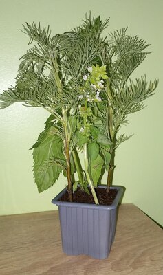 Pot anti-moustique - 3 aromatiques odorantes