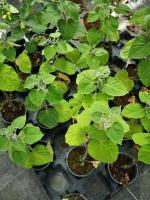 Plant de physalis en pot de 10,5 cm