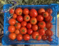 🍅 tomate ronde prévia