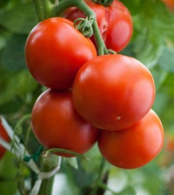 🍅 tomates rondes