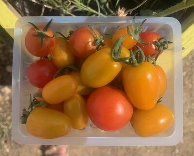 🍅 assortiment de tomates cerises