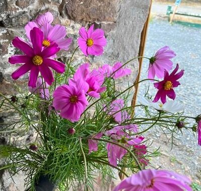 Botte de cosmos