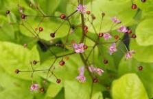 Plant de talinum