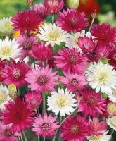 Plant de immortelle de belleville