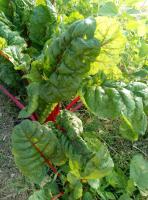 Blette rouge rhubard chard