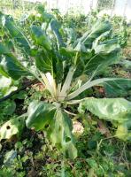 Blette verte à carde blanche - d'ampuis