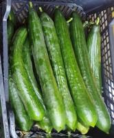 Concombres bio