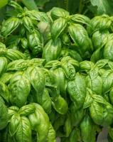 Basilic vert