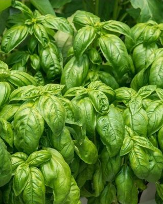 Basilic vert