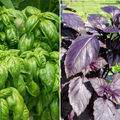 Basilic vert et basilic pourpre